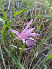 Colchicum stevenii
