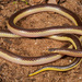 Slender Quill-snouted Snake - Photo (c) Tyrone Ping, some rights reserved (CC BY-NC), uploaded by Tyrone Ping