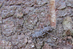 Acanthocinus aedilis