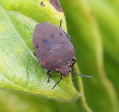 Solenosthedium rubropunctatum