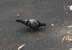 Columba livia domestica