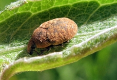 Larinus obtusus