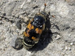 Nicrophorus vespillo