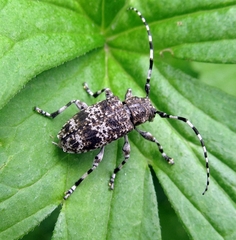 Aegomorphus clavipes