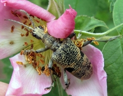 Rhagium mordax