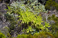 Helichrysum heliotropifolium