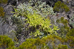 Helichrysum heliotropifolium