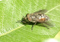 Tabanus bromius
