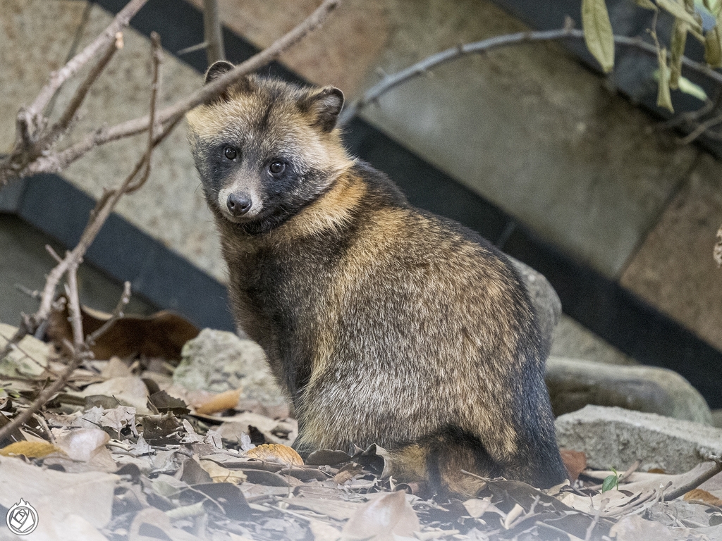 Chinese Raccoon Dog from 御上海 on November 1, 2022 at 02:46 PM by 花蚀 ...