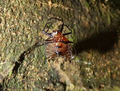 Micrathena clypeata