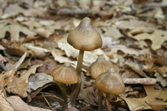 Entoloma vernum