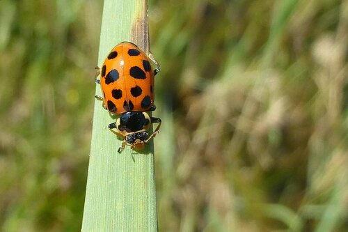 Hippodamia tredecimpunctata tredecimpunctata