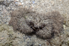 Pilumnus vespertilio