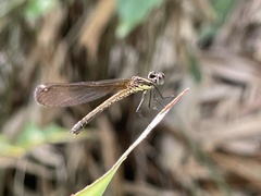 Heliocypha fenestrata