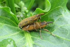 Lixus bardanae