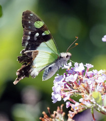 Graphium macleayanus macleayanus