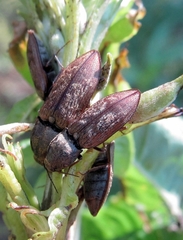 Prosternon tessellatum