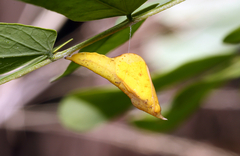 Eurema blanda