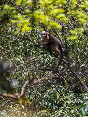 Gray Snub-Nosed Monkey photo 1