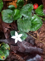 Geophila
