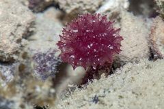 Oceanapia sagittaria