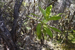 Helichrysum heliotropifolium