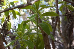 Helichrysum heliotropifolium