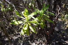 Helichrysum heliotropifolium