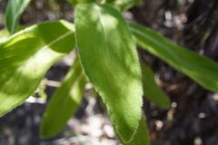 Helichrysum heliotropifolium