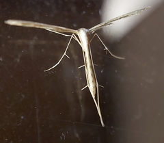 Pterophoroidea