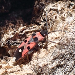 Horvathiolus superbus