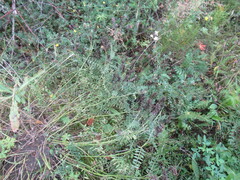 Astragalus laxmannii