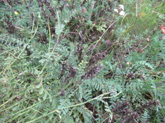 Astragalus laxmannii