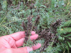 Astragalus laxmannii