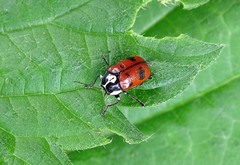 Cryptocephalus octopunctatus