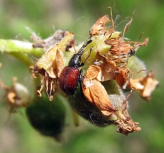 Tatianaerhynchites aequatus