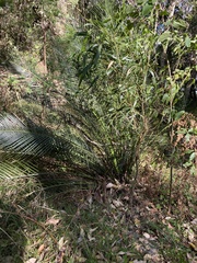 Macrozamia communis