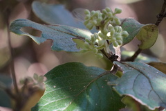 Monimia rotundifolia