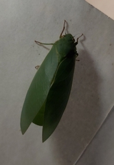 Cystosoma saundersii