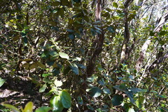 Monimia rotundifolia