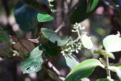 Monimia rotundifolia