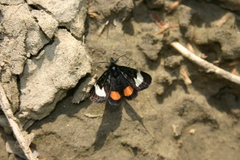 Psychomorpha epimenis