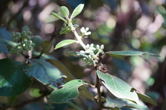 Monimia rotundifolia
