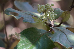 Monimia rotundifolia