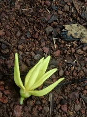 Annonaceae