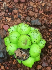 Annonaceae