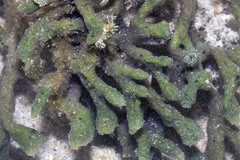 Haliclona cymaeformis