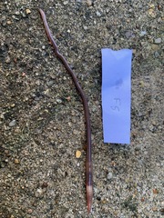 Aporrectodea caliginosa