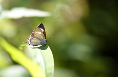 Heliophorus epicles