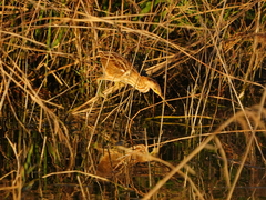 Ixobrychus sinensis